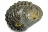 Long, Multi-Toned, Curled Austerops Trilobite - Morocco #323218-1